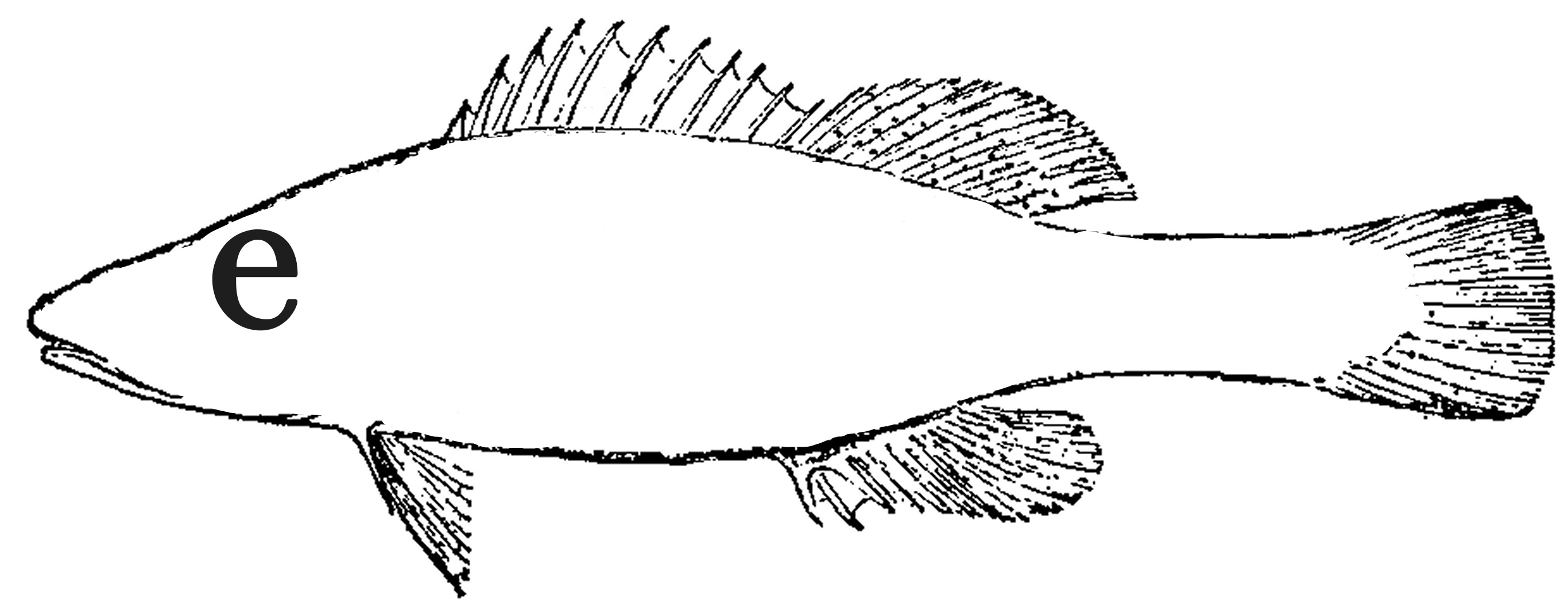 eildon logo